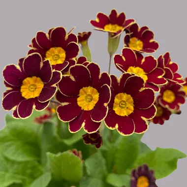 Primule - Primula veris 'Little Queen Red'