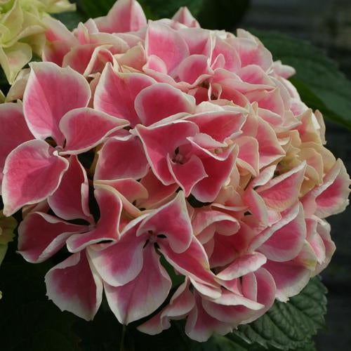 Hortensie de grădină - Hydrangea macrophylla Sweety Pink