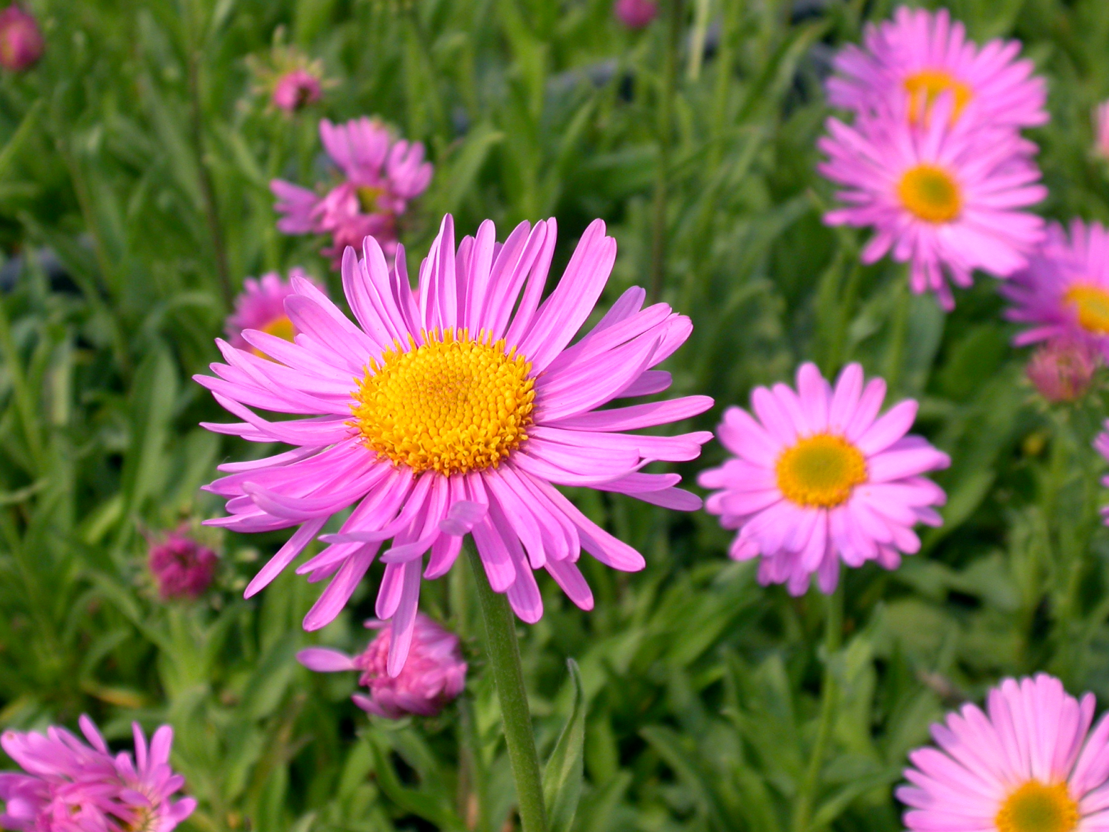 Aster Alpin - Aster alpinus Happy End