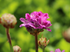 Limba peștelui roz - Armeria pseudarmeria Ballerina Purple Rose