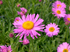 Aster Alpin - Aster alpinus Happy End