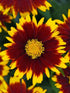 Ochiul fetei - Coreopsis grandiflora Uptick Red