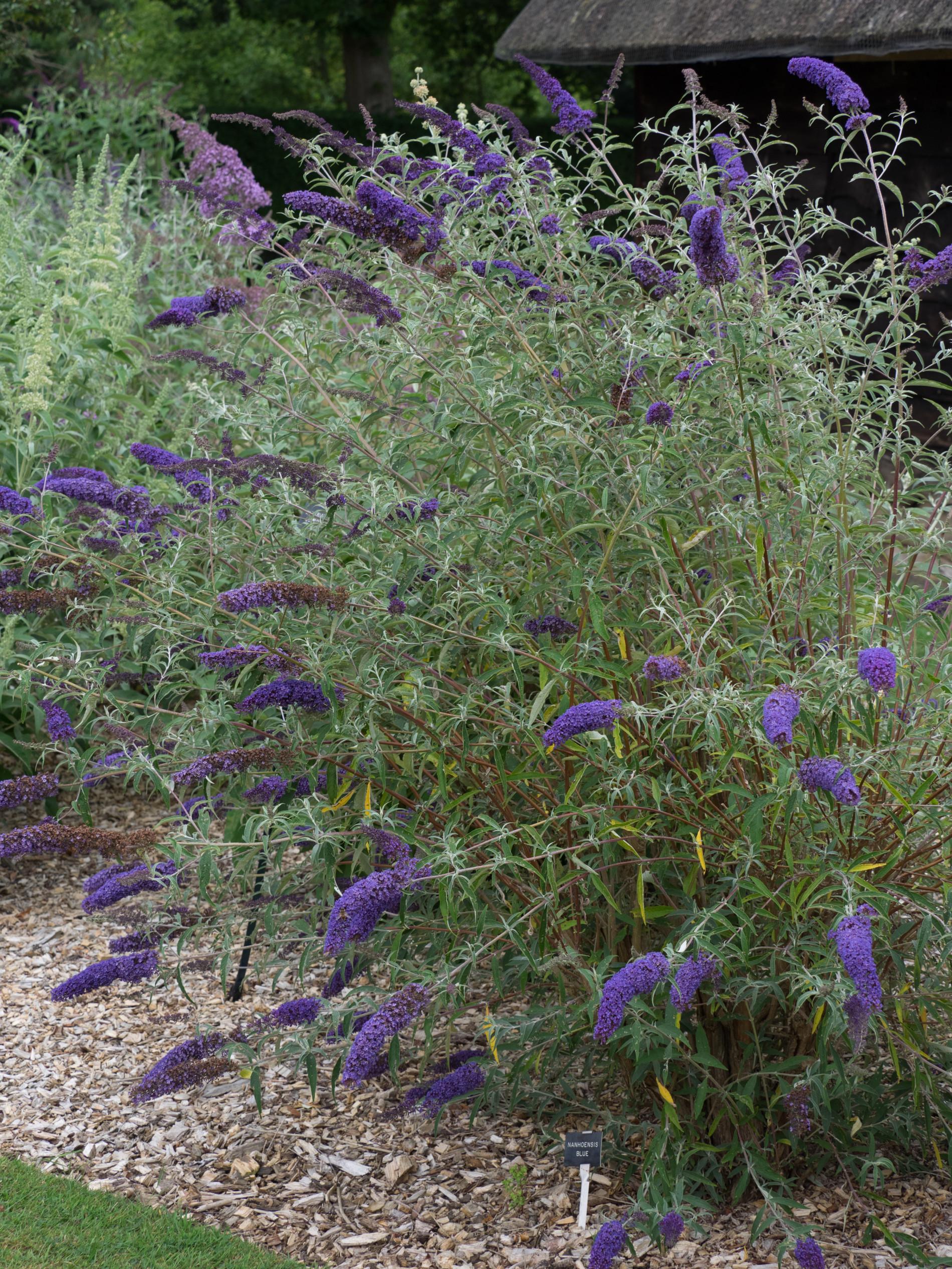Liliac de vară Nanho Blue - Buddleja davidii 'Nanho Blue'