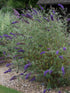 Liliac de vară Nanho Blue - Buddleja davidii 'Nanho Blue'