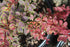 Dracilă japoneză ‘Golden Ring’ - Berberis thunbergii 'Golden Ring' 