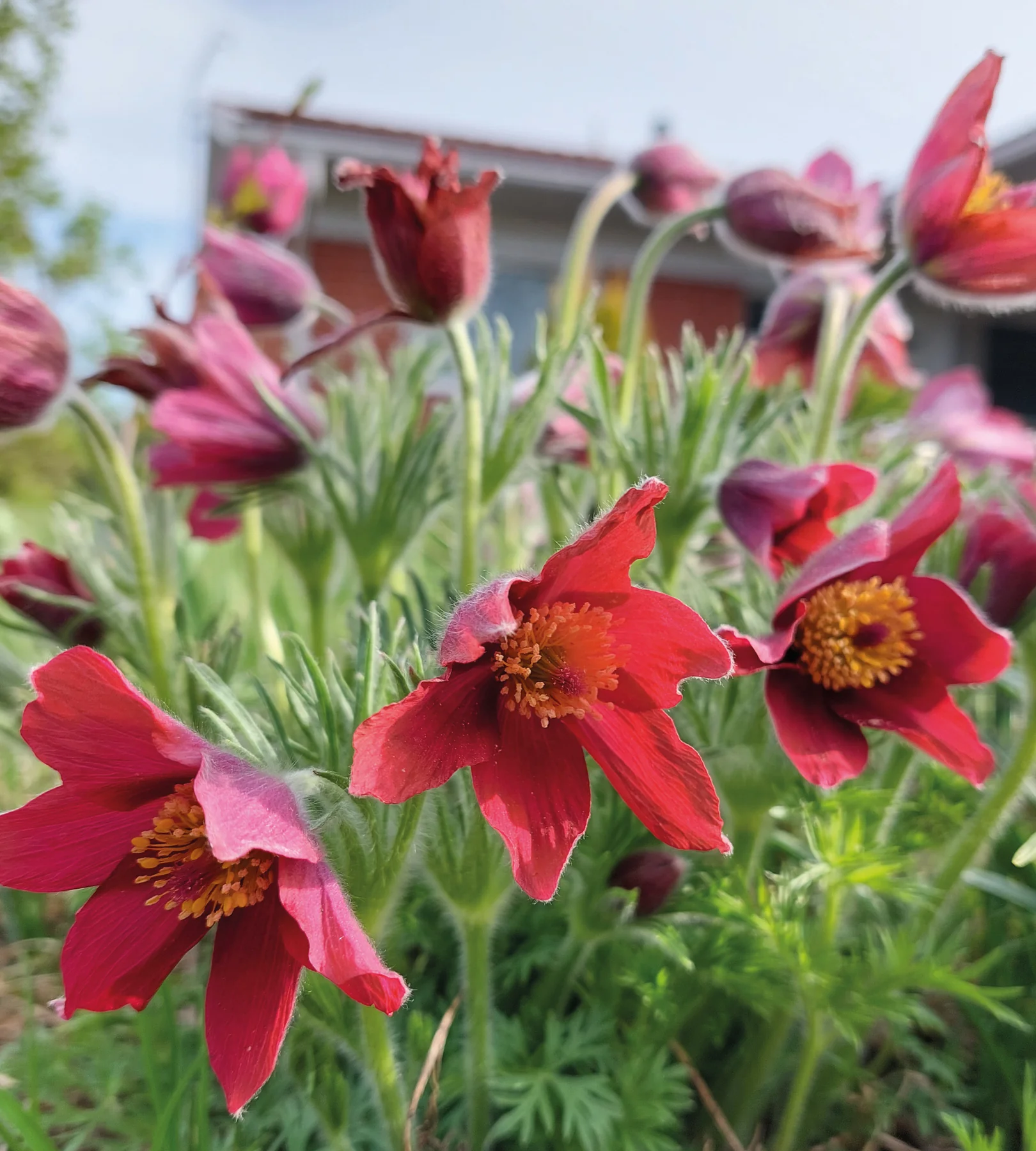 Floarea Paștelui - Pulsatilla Vulgaris Pulsar Red Shades