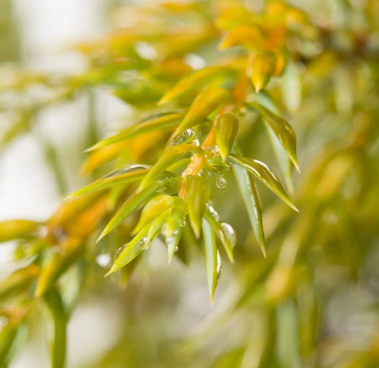 Ienupăr târător - Juniperus communis Gold Cone