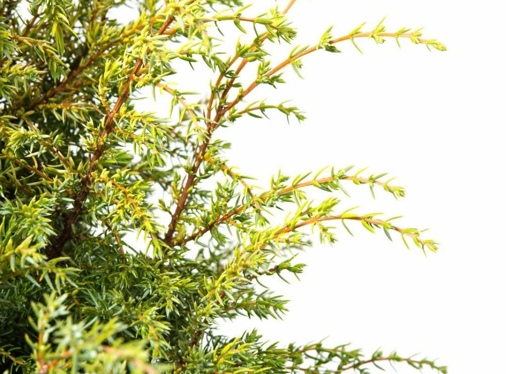 Ienupăr târător - Juniperus communis Gold Cone