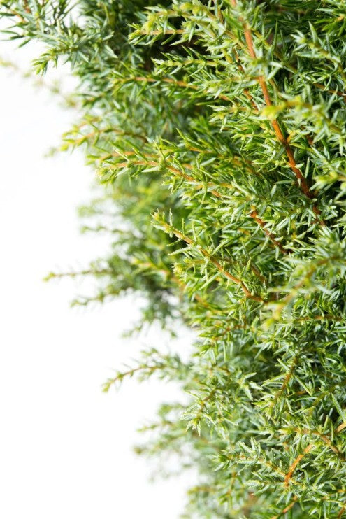 Ienupăr târător - Juniperus communis Gold Cone