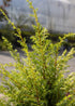 Ienupăr târător - Juniperus communis Gold Cone