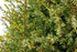 Ienupăr târător - Juniperus communis Gold Cone
