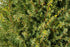 Ienupăr târător - Juniperus communis Gold Cone