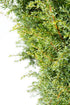 Ienupăr târător - Juniperus communis Gold Cone