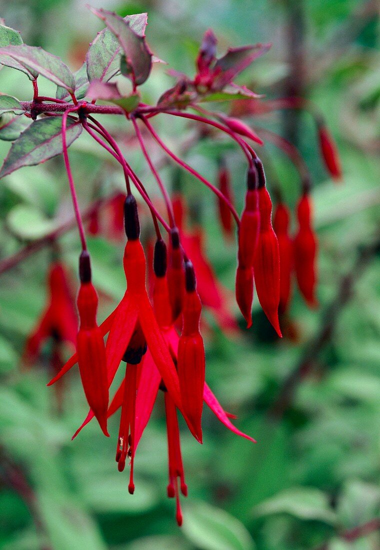 Cerceluși - Fuchsia magellanica 'Gracilis'