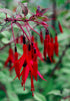 Cerceluși - Fuchsia magellanica 'Gracilis'