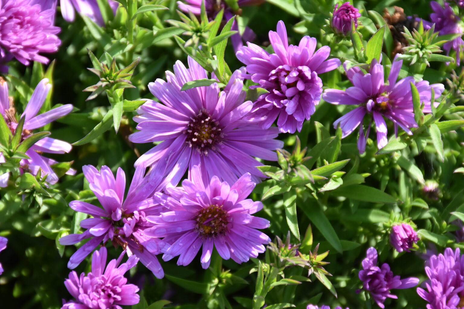 Aster pitic - Aster dumosus Alpha Pink