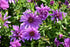 Aster pitic - Aster dumosus Alpha Pink