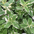 Urzicuță ornamentală - Mentha rotundifolia Variegata