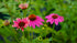 Echinacea Lakota™ Rose - Echinacea Purpurea 'Lakota™ Rose'
