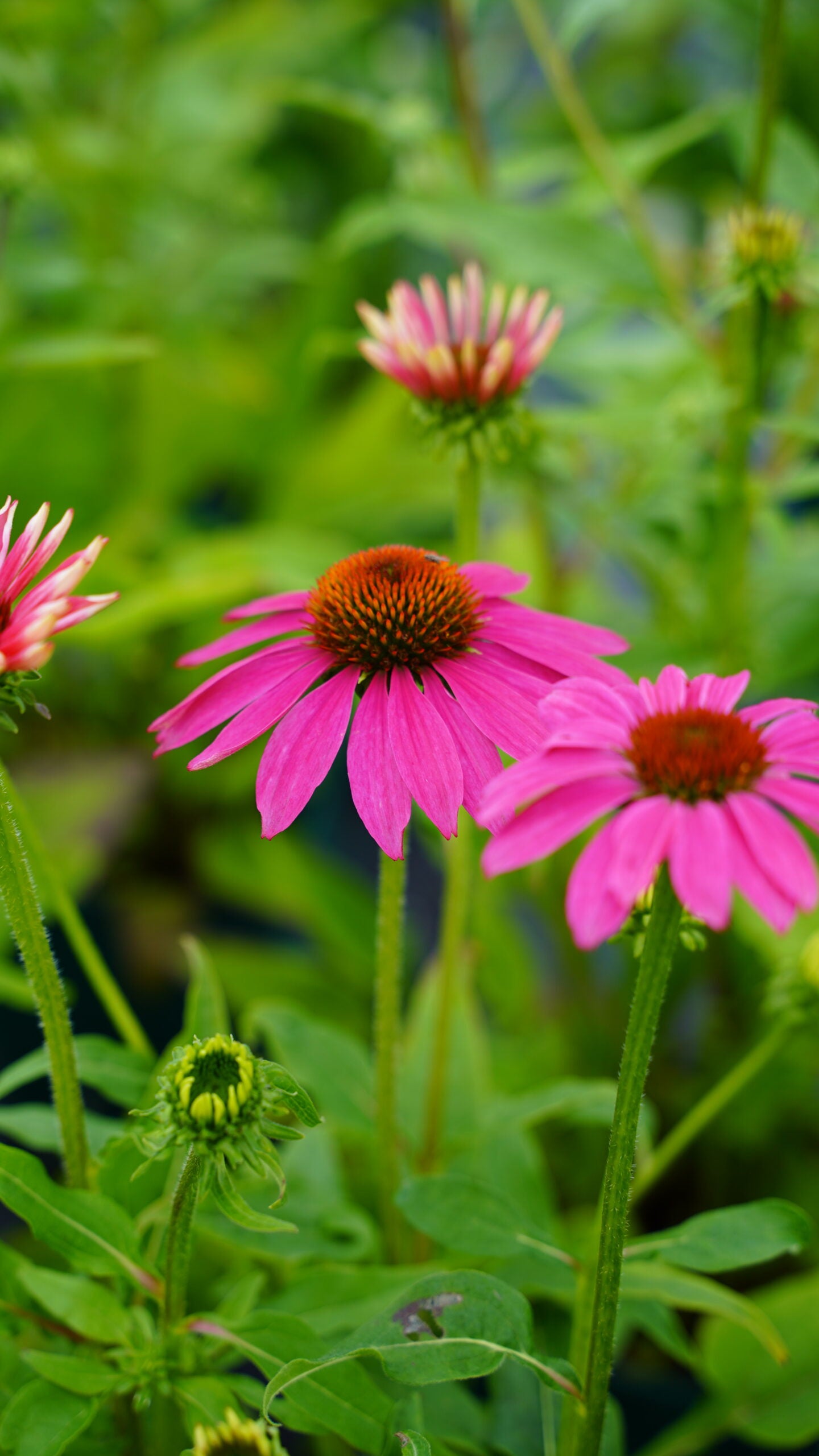 Echinacea Lakota™ Rose - Echinacea Purpurea 'Lakota™ Rose'