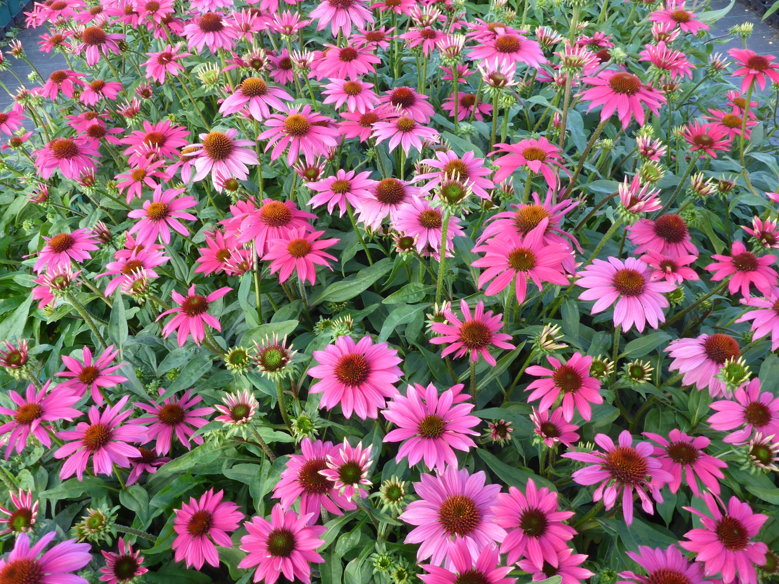 Echinacea Lakota™ Rose - Echinacea Purpurea 'Lakota™ Rose'
