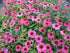 Echinacea Lakota™ Rose - Echinacea Purpurea 'Lakota™ Rose'
