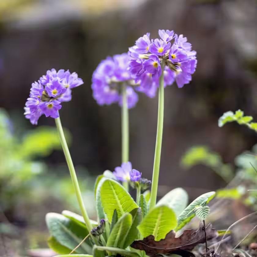 Primule - Primula denticulata 'Lila'