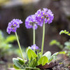 Primule - Primula denticulata 'Lila'