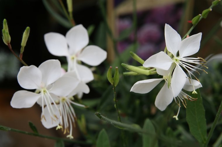 Floarea albinei - Gaura lindheimeri 'Whirling Butterfly'