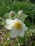 Floarea Paștelui Pulsar White - Pulsatilla Vulgaris Pulsar White