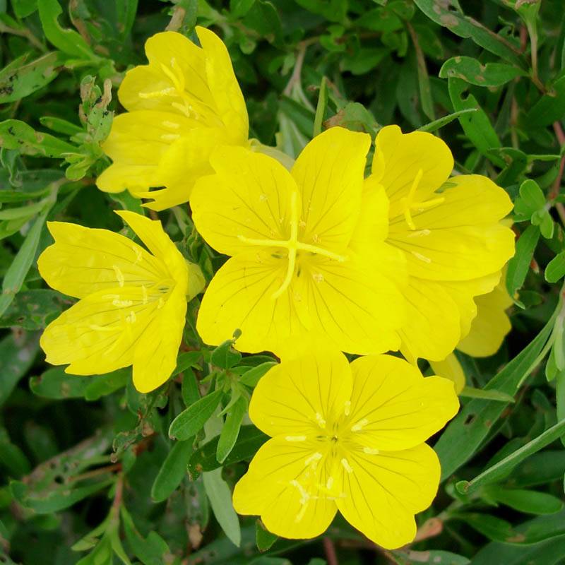 Luminița nopții - Oenothera hybrida African Sun
