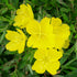 Luminița nopții - Oenothera hybrida African Sun