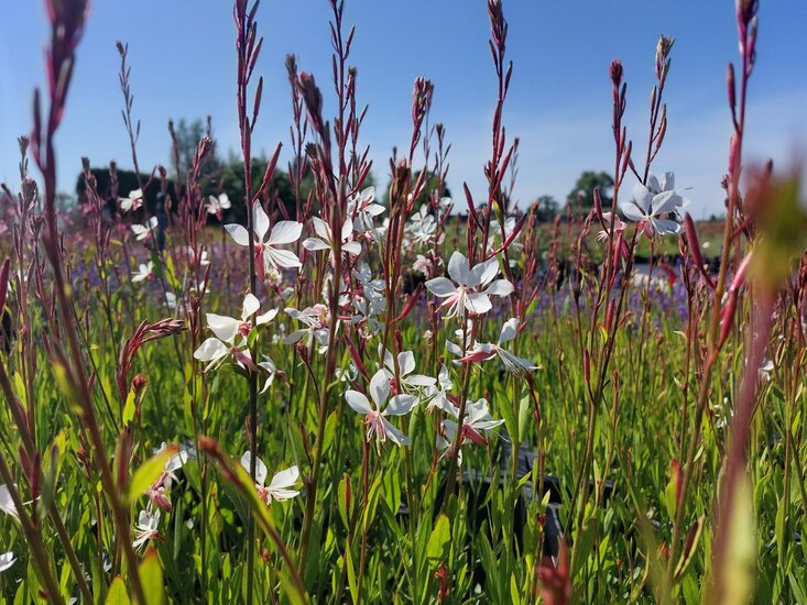 Floarea albinei - Gaura lindheimeri 'Whirling Butterfly'