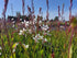 Floarea albinei - Gaura lindheimeri 'Whirling Butterfly'