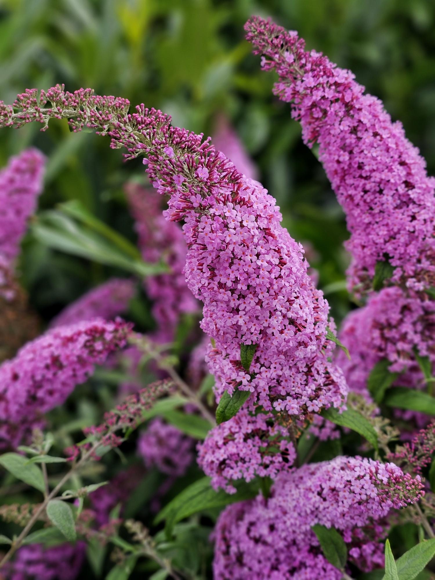 Liliac de vară roz - Buddleja davidii 'Pink Delight'