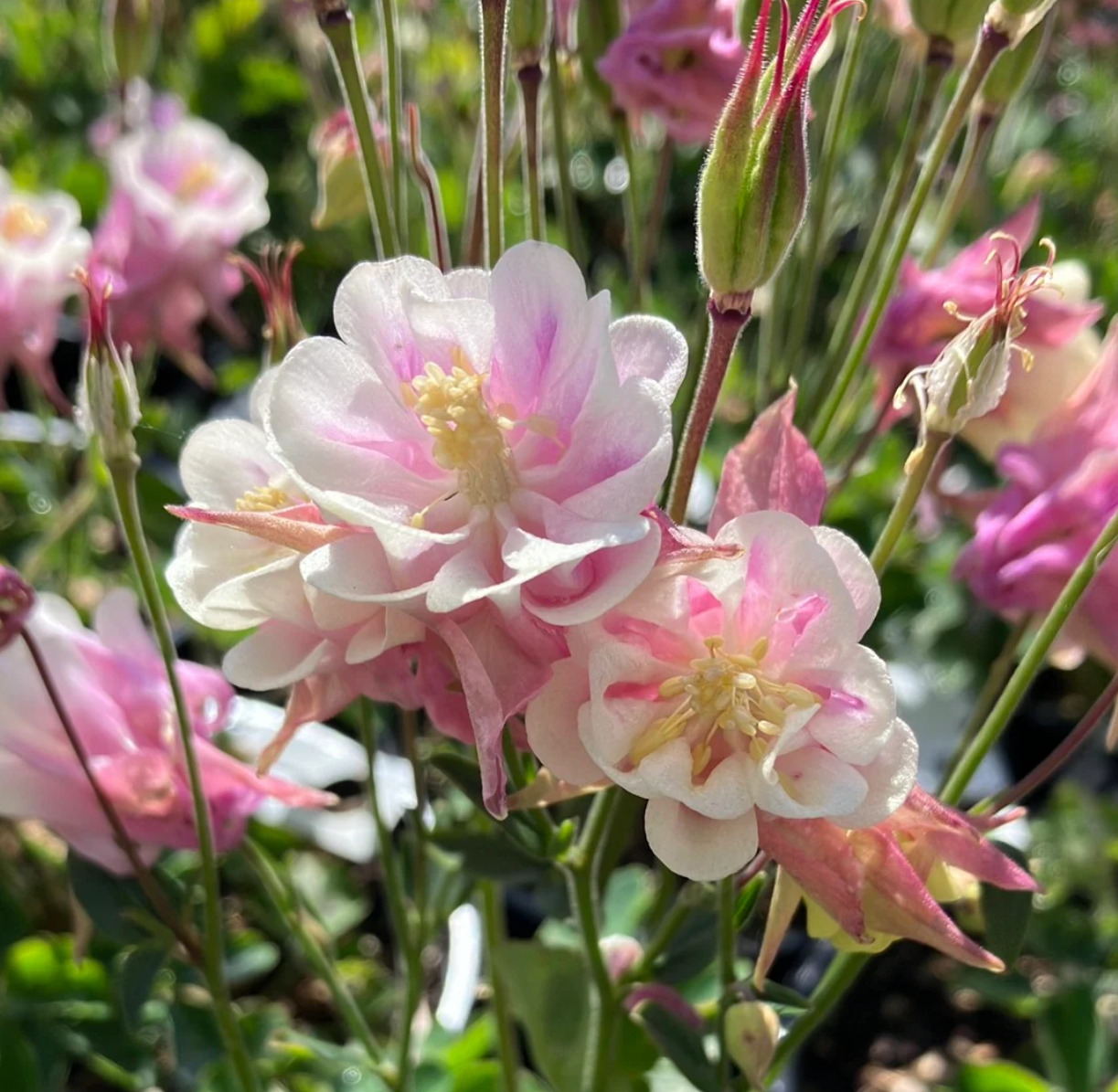 Căldărușe - Aquilegia vulgaris Winky Double Rose & White
