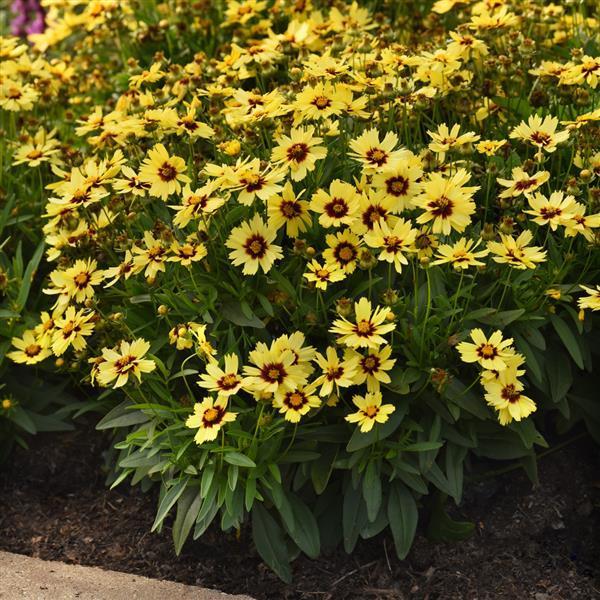 Ochiul fetei - Coreopsis grandiflora UpTick™ ‘Yellow & Red’