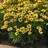 Ochiul fetei - Coreopsis grandiflora UpTick™ ‘Yellow & Red’