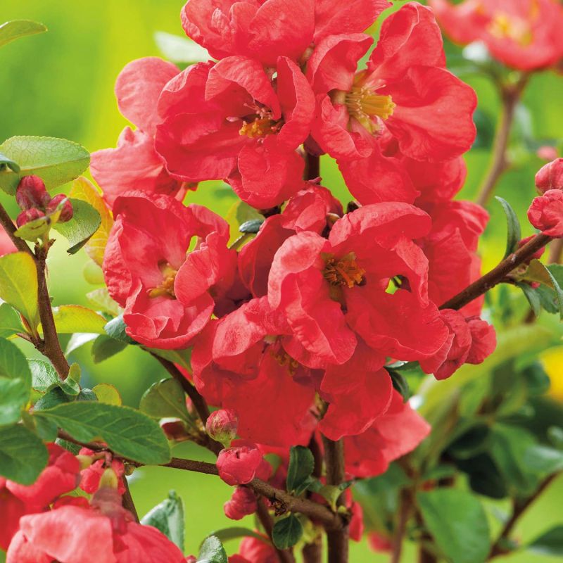Gutui japonez roșu - Chaenomeles superba 'Red Trail'