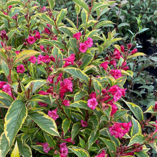 Weigela 'Moulin Rouge'  (Weigela roșie)