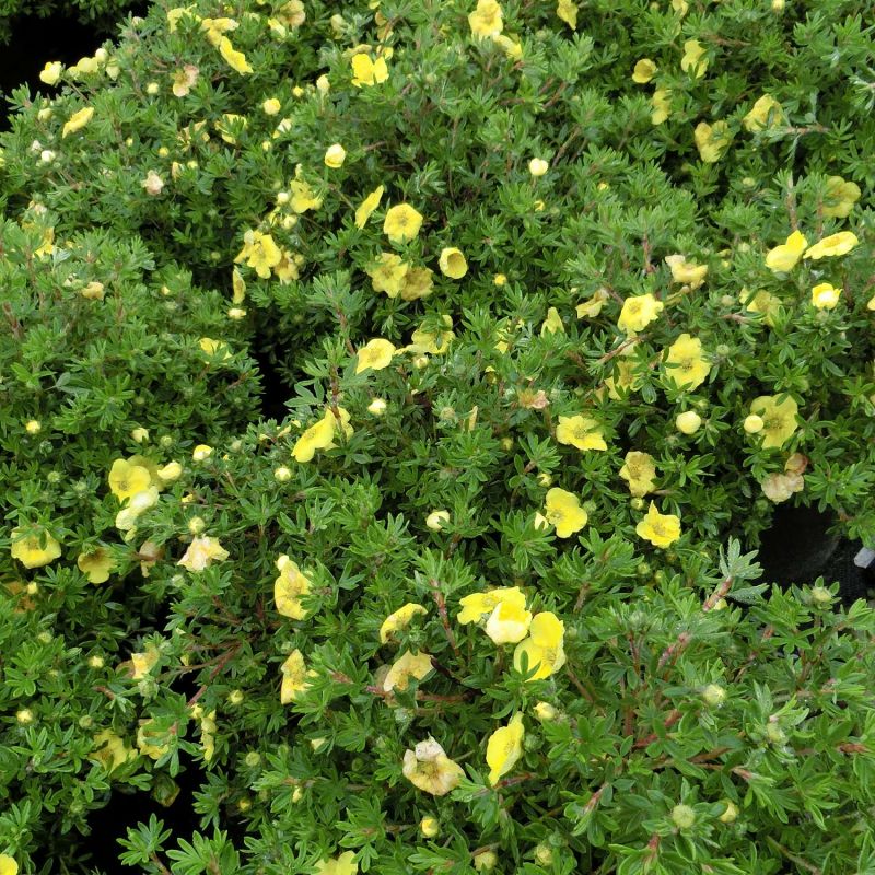 Potentila - Potentilla fruticosa 'Kobold'