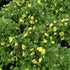 Potentila - Potentilla fruticosa 'Kobold'