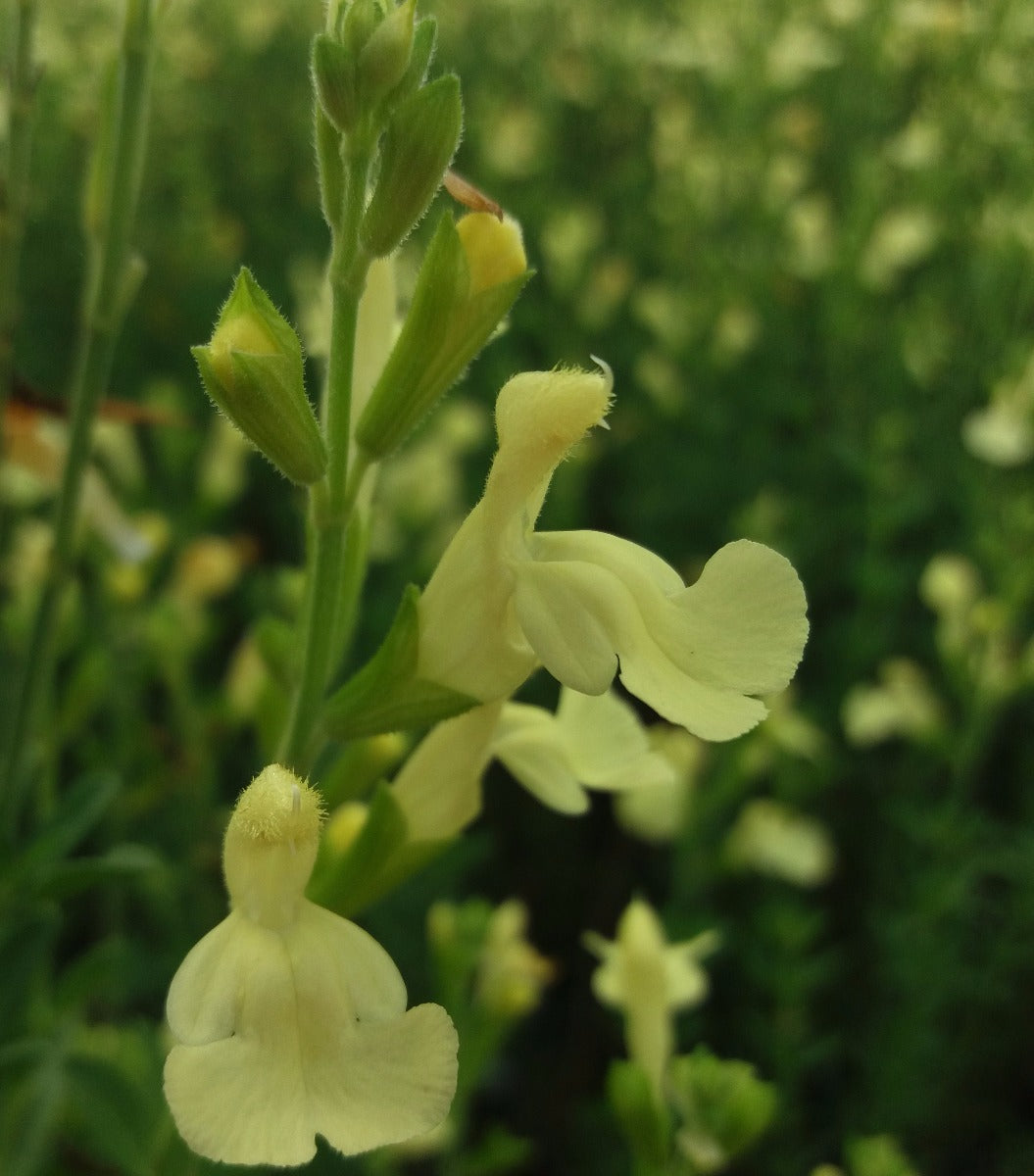 Salvie galbenă - Salvia greggii 'Lemon Light'