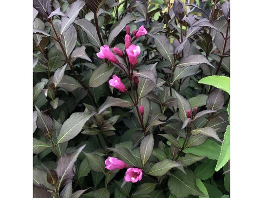 Weigela - Weigela florida 'Victoria'