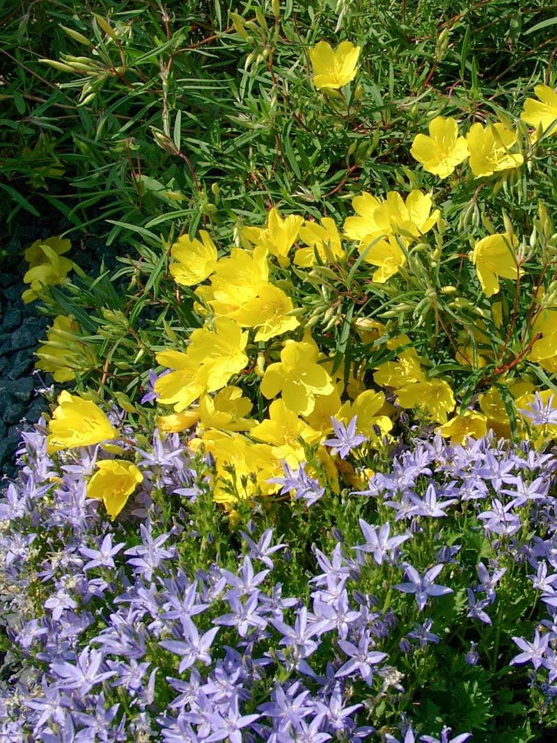 Luminița nopții - Oenothera hybrida African Sun