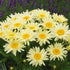 Margarete crem - Leucanthemum superbum Banana Cream