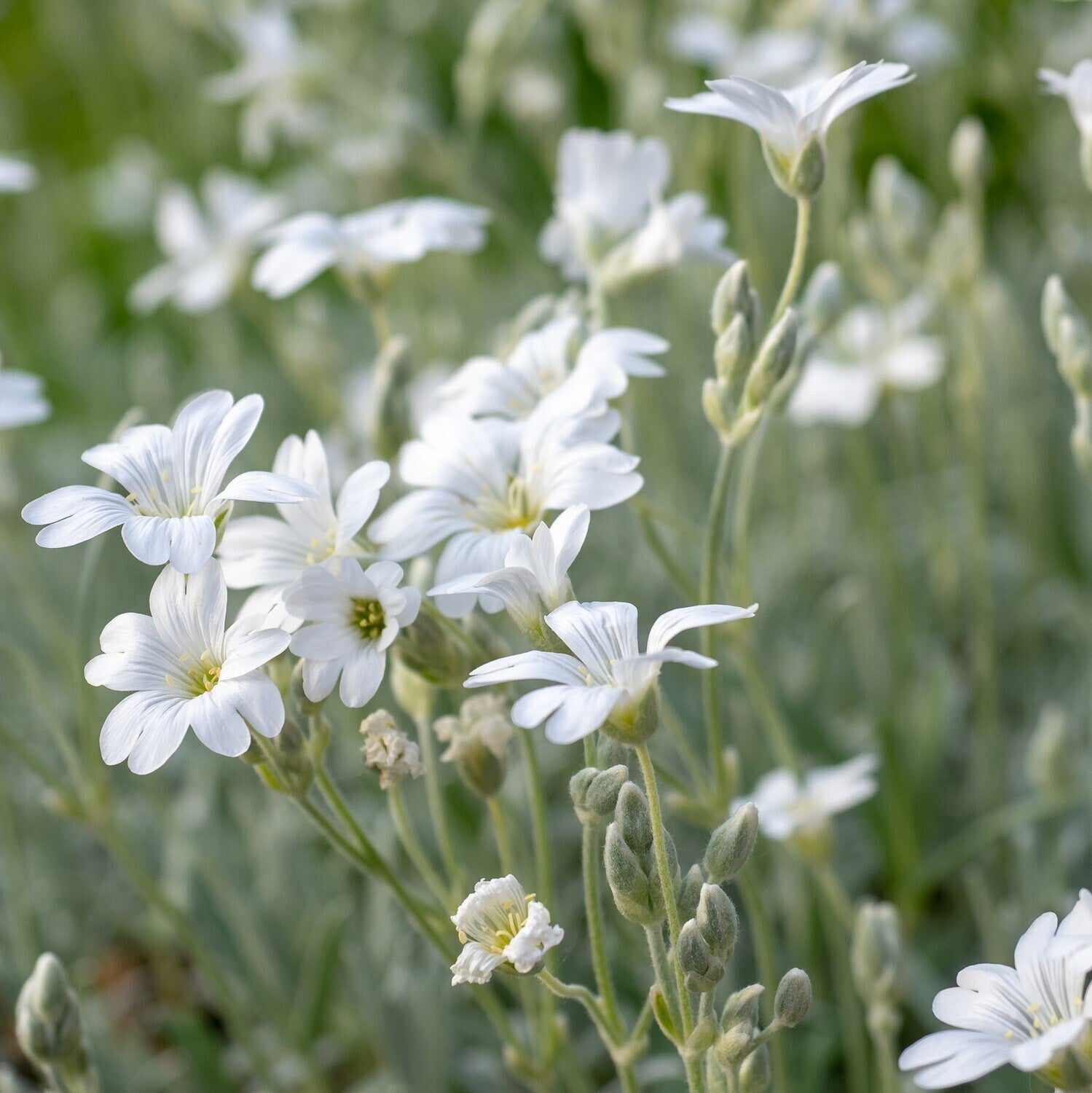 Lâna caprei - Cerastium tomentosum Silver White