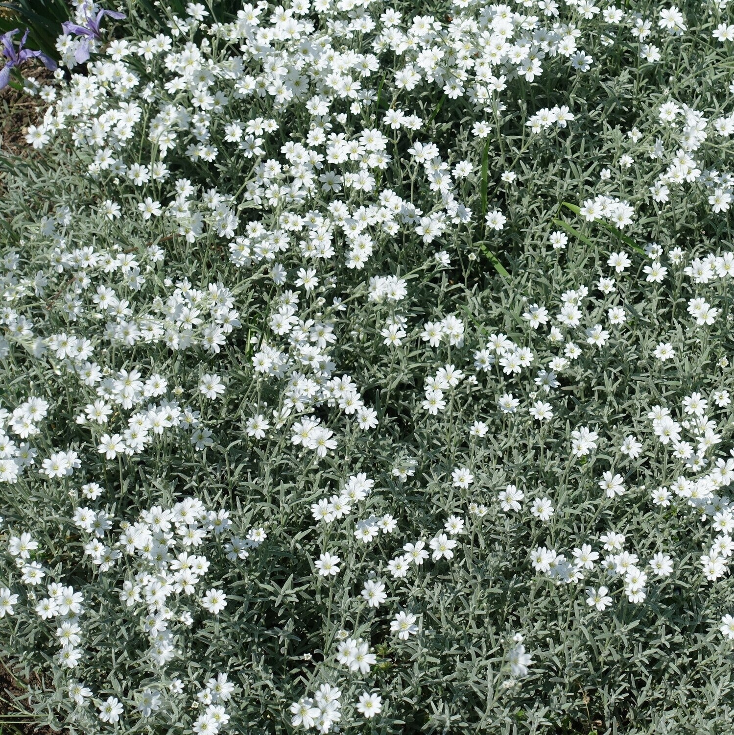 Lâna caprei - Cerastium tomentosum Silver White