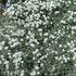 Lâna caprei - Cerastium tomentosum Silver White
