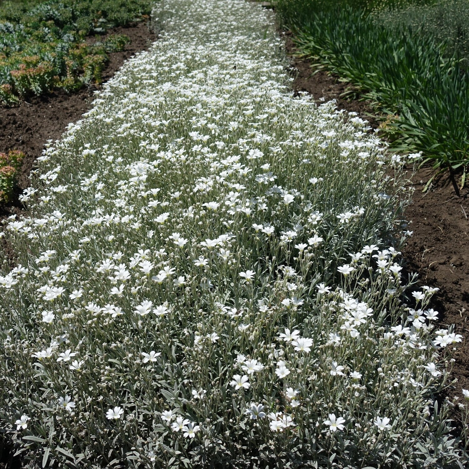 Lâna caprei - Cerastium tomentosum Silver White
